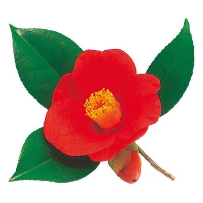 ユニバース フィルムシート グルメシート 椿 丸 10901 1袋(1000枚)（直送品）