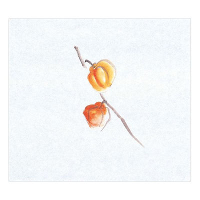 マイン 紙・演出小物 M30-357 鮮度保持紙 (大) ほおずき 100枚入 50点 1セット(50点入)（直送品）