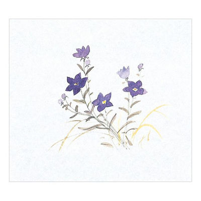 マイン 紙・演出小物 M30-358 鮮度保持紙 (大) ききょう 100枚入 50点 1セット(50点入)（直送品）