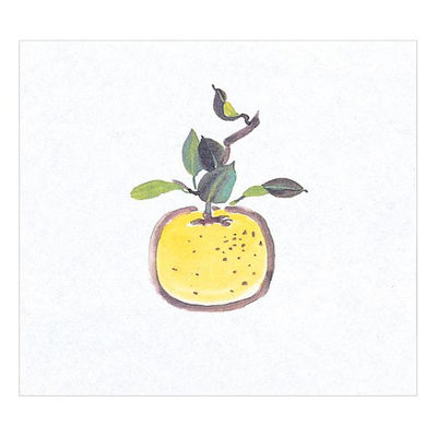 マイン 紙・演出小物 M30-361 鮮度保持紙 (大) ゆず 100枚入 50点 1セット(50点入)（直送品）