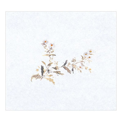 マイン 紙・演出小物 M30-360 鮮度保持紙 (大) 菊 100枚入 50点 1セット(50点入)（直送品）