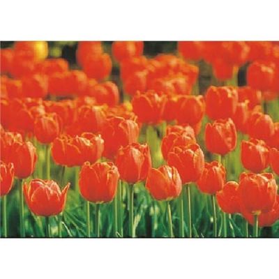 つくし工房 つくし び~看用写真ステッカー チューリップ PH-24 1枚 184-6511（直送品）