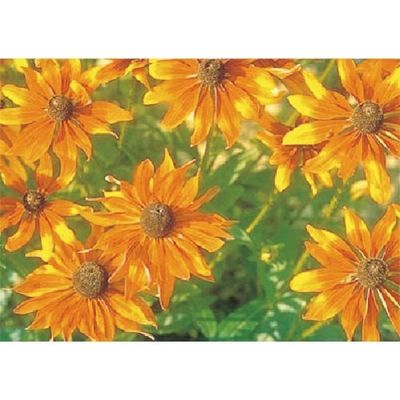 つくし工房 つくし び~看用写真ステッカー ジャノメギク PH-22 1枚 184-6427（直送品）