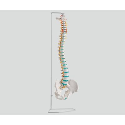 ErlerーZimmer 脊椎可動型モデル 750mm A250 1個 8-8419-01（直送品）