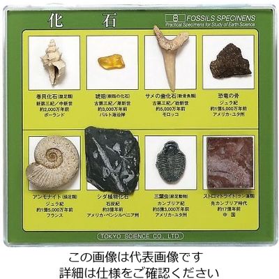 東京サイエンス 化石標本(化石標本8種) 3-654-02 1セット（直送品）
