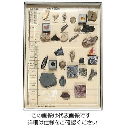 東京サイエンス 化石標本(化石標本30種) 3-654-05 1セット（直送品）