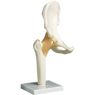 京都科学 股関節モデル（台付） 11-2050-01（直送品）