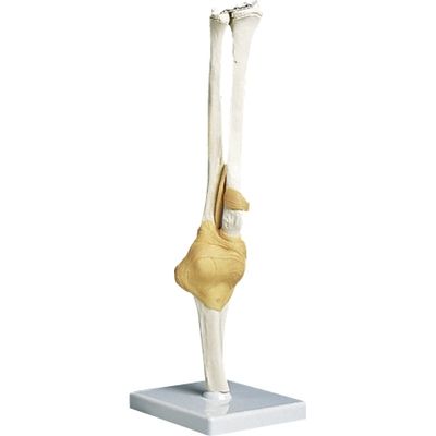 京都科学 肘関節モデル（台付） 11-2050-03（直送品）