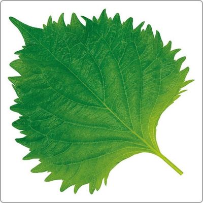 ユニバース グルメシート 大葉 角 85×85 10102 1包：24000枚（1000×24）（直送品）