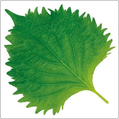 ユニバース グルメシート 大葉 角中 85×100 10103 1包：24000枚（1000×24）（直送品）