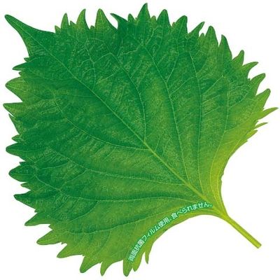 ユニバース グルメシート 抗菌大葉 丸 10111 1包：24000枚（1000×24）（直送品）