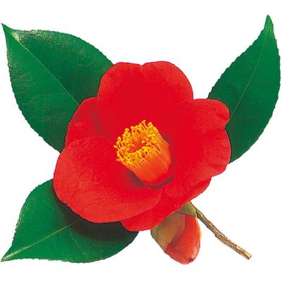 ユニバース グルメシート 椿 丸 10901 1包：24000枚（1000×24）（直送品）