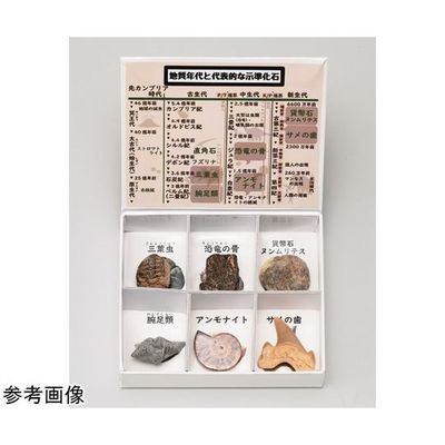 アズワン ミニ標本シリーズ 示準化石6種セット(高等学校用) 67-8047-18 1箱（直送品）