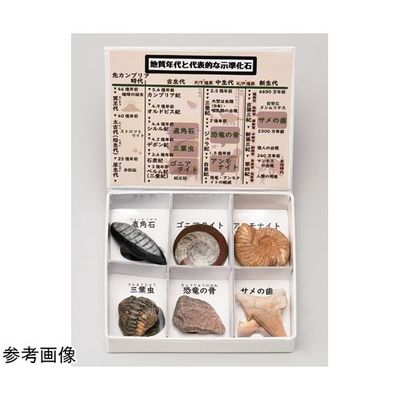 アズワン ミニ標本シリーズ 示準化石6種セット 67-8047-17 1箱（直送品）