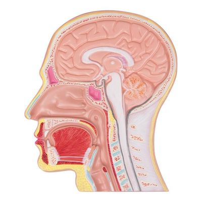 アズワン 頭部断面モデル C212 1個 8-639-01（直送品）