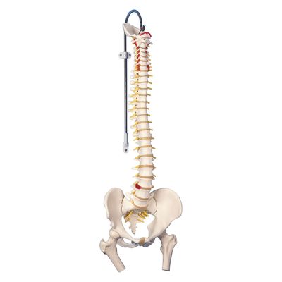 3B Scientific 脊柱可動型モデル標準型 大腿骨付 25300201 A58/2 1台（直送品）