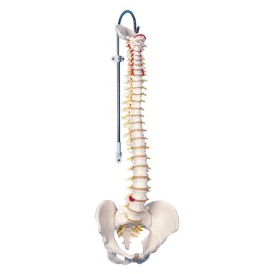 3B Scientific 脊柱可動型モデル標準型 25300200 A58/1 1台（直送品）