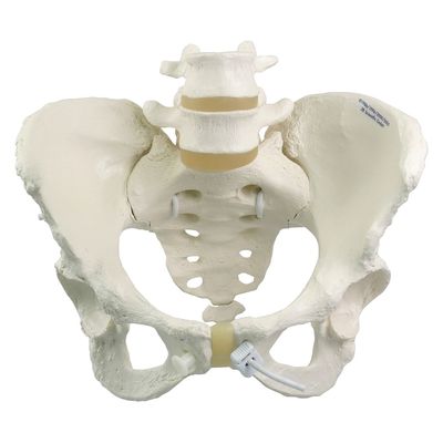3B Scientific 女性骨盤モデル(可動型) ー 25300400 A61/1 1台（直送品）