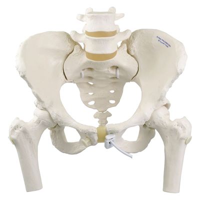 3B Scientific 女性骨盤モデル(可動型・大腿骨付) 大腿骨付 25300401 A62/1 1台（直送品）