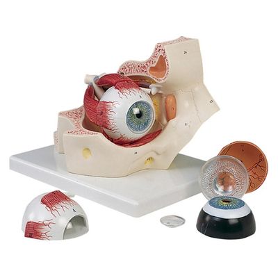 日本スリービー・サイエンティフィック 視覚器(眼球)と眼窩7分解モデル 11211000 F13 (18X26X19CM) 1台（直送品）