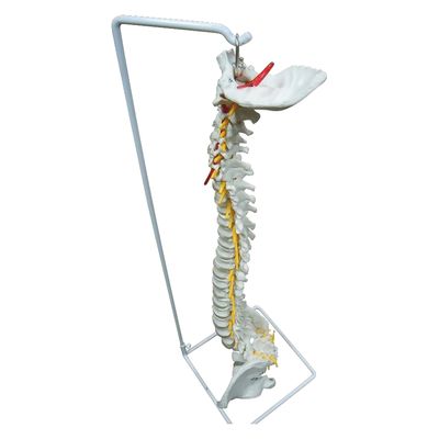 NGD 脊椎・背骨 等身大精密模型 25554500 2000319987007 1台（直送品）