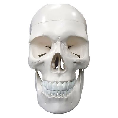 NGD 頭蓋骨 実物大 精密模型 25554000 2000319985003 1台（直送品）