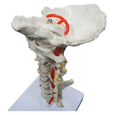 NGD 頸椎模型 椎骨動脈・脊髄付きモデル 25554600 2000319988004 1台（直送品）