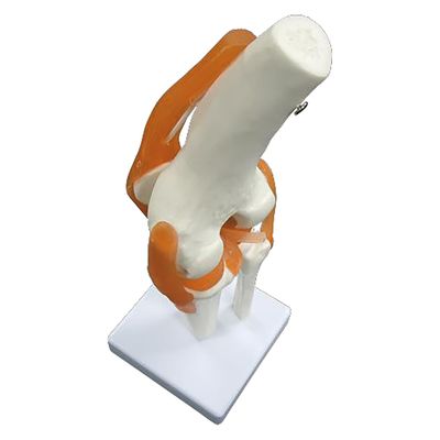 NGD 実物大 靭帯付き膝関節模型 25555800 2000319992001 1台（直送品）