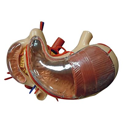 NGD 胃・十二指腸・膵臓模型 25556200 2000319999000 1台（直送品）