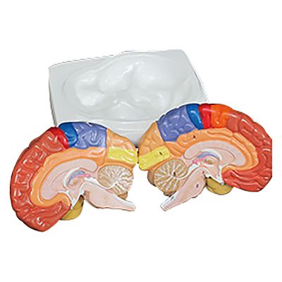 NGD 脳実物大 領域解説模型 25556800 2000319997006 1台（直送品）