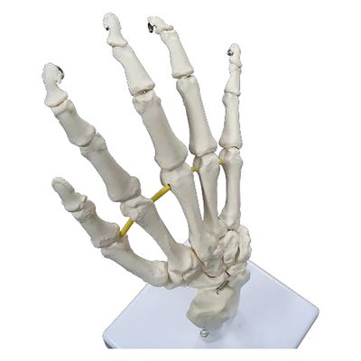 NGD 実物大 手の骨格模型 25555900 2000319993008 1台（直送品）