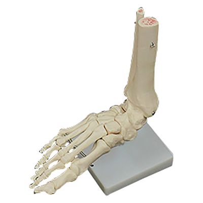 NGD 足の骨格模型 25556000 2000319994005 1台（直送品）