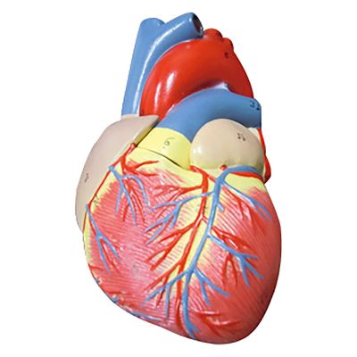 NGD 実物大 心臓模型 25556400 2000320001006 1台（直送品）