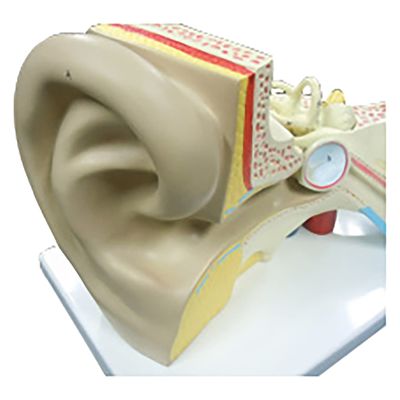 NGD 3倍拡大 耳模型 25557100 2000320004007 1台（直送品）