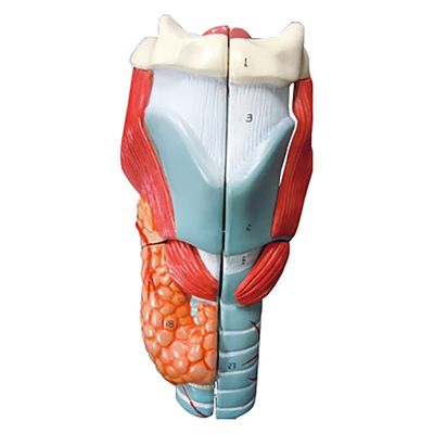 NGD 喉頭部・気管2倍拡大5分解模型 25557000 2000320005004 1台（直送品）