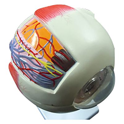 NGD 6倍拡大 目(眼球)模型 25556500 2000320011005 1台（直送品）