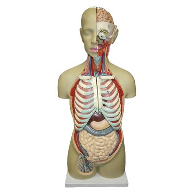 NGD 等身大 全身トルソー19分解モデル 25554300 アルティメット 1台（直送品）