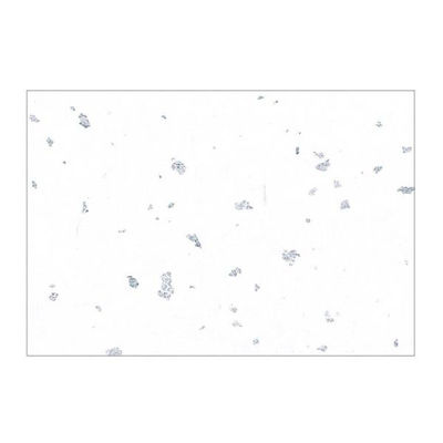 カミイソ産商 テーブルマット 尺3寸 No.329 銀閣 しろいろ 00410738 1袋(100個)（直送品）