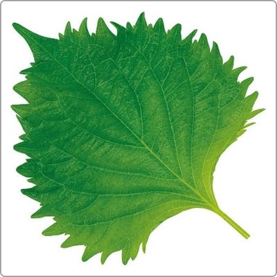 ユニバース グルメシート 大葉 角 85×85 10102 1包装(1000枚入)（直送品）