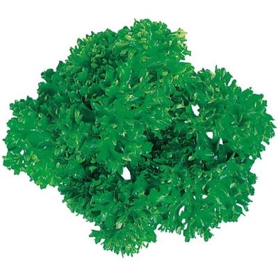 ユニバース グルメシート パセリ 丸 11201 1包装(1000枚入)（直送品）