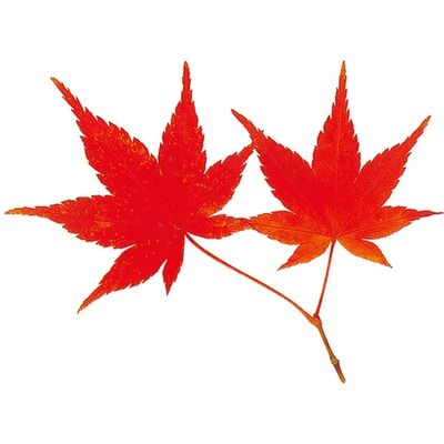 ユニバース グルメシート 赤もみじ 丸 10601 1包装(1000枚入)（直送品）