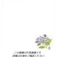 マイン 耐油懐敷 18角 あじさい 1000枚入 C30ー387 295285 1枚(1000枚) 63-1768-25（直送品）