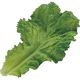 KMA 【食品サンプル】模型 レタス葉 20枚入 049-4236592-20 1セット(20枚入)（直送品）