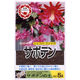 日清ガーデンメイト 日清 サボテンの土 5L 2100976 1袋