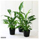 チャーム (観葉植物)スパティフィラム 3~4号(1ポット) 98801 1鉢（直送品）