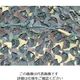 Camo Systems スペシャリスト レギュラーXミリタリー キラーカモ 1.8mX3m SRM1.8X3KK 1枚 855-0418（直送品）