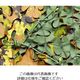 Camo Systems スペシャリスト ブロードリーフXミリタリー ユーロ 1.5mX3m SBLM1.5X3EU 1枚 855-0438（直送品）