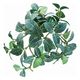 ケーアイジャパン 人工観葉植物 フィットニア 18cm フェイクグリーン 造花 光触媒 328062 1個（取寄品）
