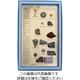 東京サイエンス 化石標本(化石標本15種) 3-654-04 1セット（直送品）
