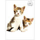 東京ステッカー かわいい 猫 写真 岩合光昭「ねこウォールステッカー01」SS TSー0081ーASS （直送品）